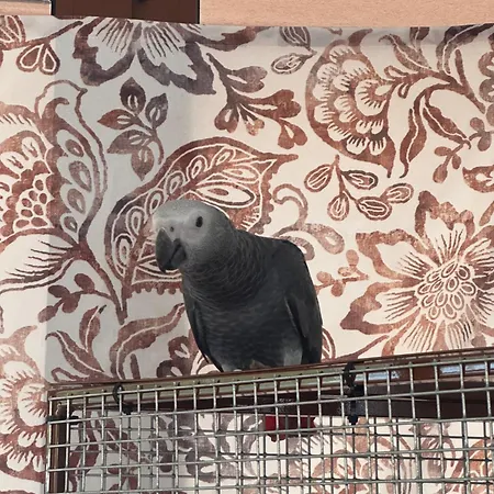 Wellness Zora Family