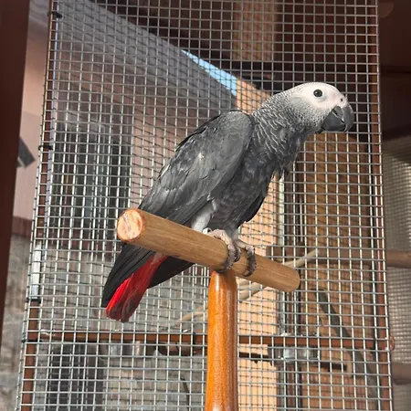 Pensionat Wellness Zora Family Tatranská Lomnica